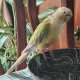 Conure