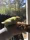 Budgerigar