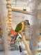 Conure