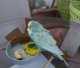 Parakeet