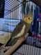 Cockatiel