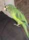 Conure