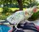 Cockatiel