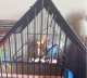 Parakeet