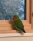 Lovebird
