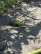 Parakeet