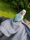 Indian Ringneck Parakeet