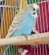Parakeet