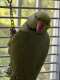 Indian Ringneck Parakeet