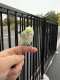 Parakeet