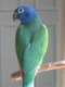 Pionus