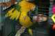 Conure