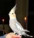 Cockatiel