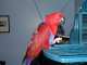 Eclectus