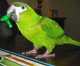 Macaw