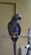 African Grey