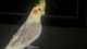 Cockatiel