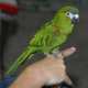 Macaw