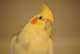 Cockatiel