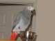 African Grey