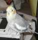 Cockatiel
