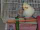 Cockatiel