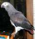 African Grey