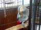 African Grey