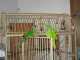 Conure