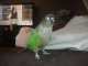 Conure