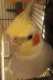 Cockatiel
