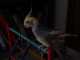 Cockatiel