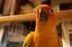 Conure