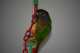 Conure