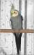 Cockatiel