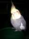 Cockatiel