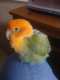 Lovebird