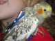 Cockatiel