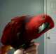 Eclectus