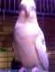 Cockatiel