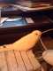 Budgerigar
