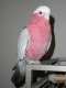 Cockatoo