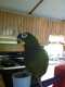Pionus