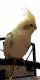 Cockatiel