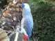 African Grey