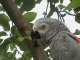 African Grey