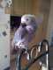 African Grey