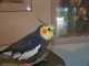 Cockatiel