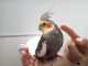 Cockatiel