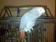 African Grey